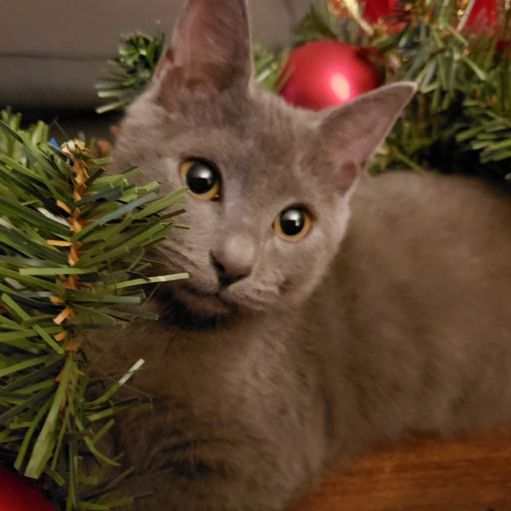 Meet your Posher, Kat